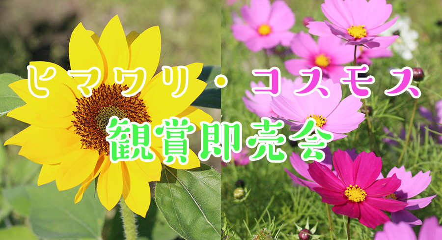 suncos05.png